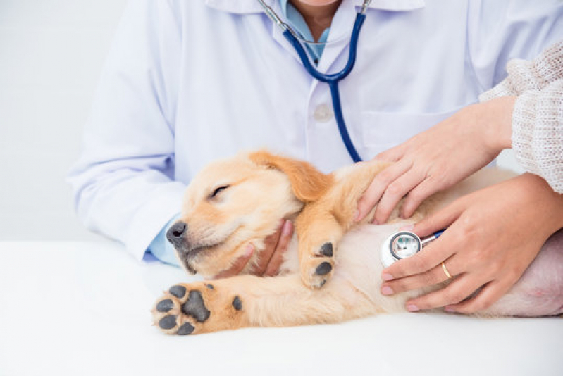 Onde Fazer Exame para Detectar Doença do Carrapato Jardim Boa Esperança - Ultrassonografia para Cachorro