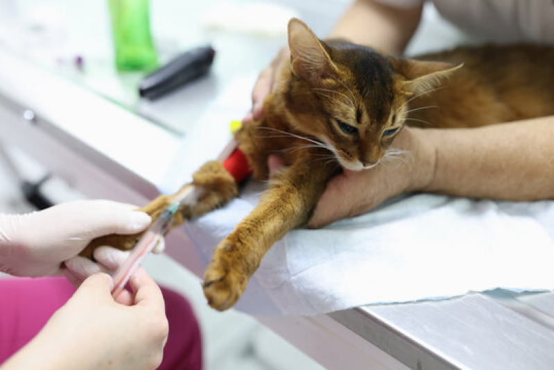 Onde Fazer Exame para Prevenção de Doença Renal em Animais Parque Olívio Franceschini - Exames Laboratoriais para Animais