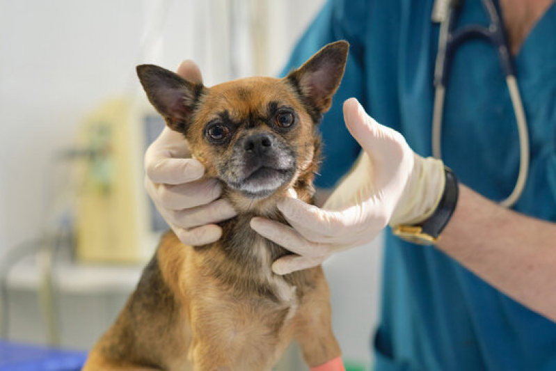 Onde Fazer Exames Laboratoriais em Animais Jardim Amelia - Exame de Sangue em Cachorro