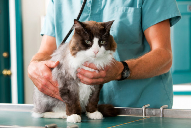 Onde Fazer Exames Laboratoriais para Animais Jardim Boa Esperança - Ultrassonografia para Cachorro