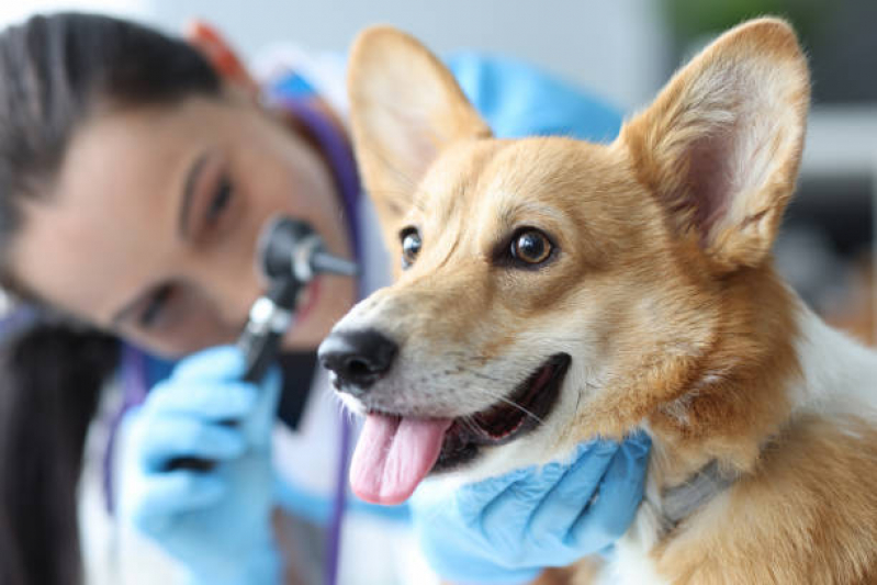 Onde Marcar Veterinário de Cães Chácara Reymar - Veterinária Especialista em Pele de Cachorro