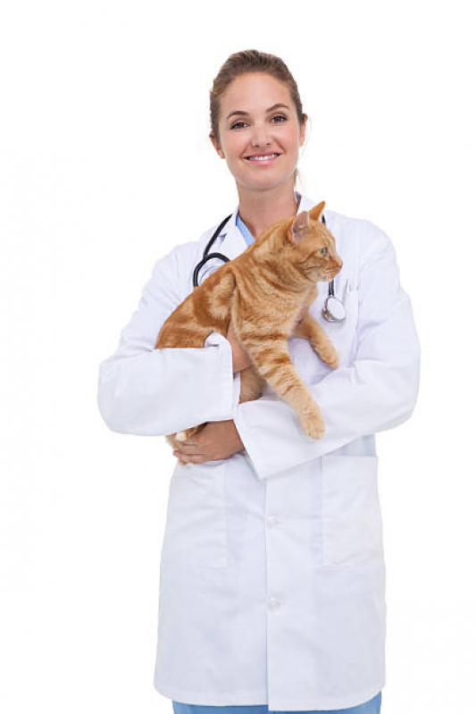 Onde Marcar Veterinário de Gato Loteamento Recanto do Sol - Veterinário Ortopedista para Gatos