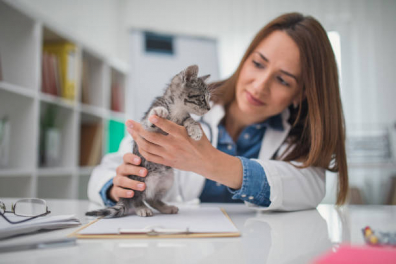Onde Marcar Veterinário para Castrar Gato Jardim Novo Estrela - Veterinário Ortopedista para Gatos