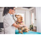agendamento de consulta veterinária cachorro Residencial Jardim do Jatobá