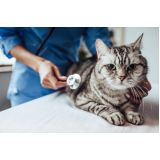 agendamento de consulta veterinária em gatos Jardim Stella