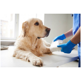 agendamento de exame de sangue para cachorro Chácaras de Recreio