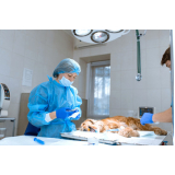 agendamento em clínica cirúrgica veterinária Jardim Sumarezinho