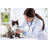 agendamento em clínica veterinária especializada em gatos Res. São Luiz