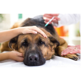 aplicação de vacina antirrábica em cachorro JD Mirante de Sumaré