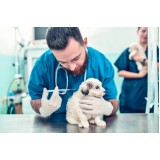 aplicação de vacina cachorro filhote Jardim Residencial Firenze