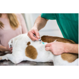 aplicação de vacina cachorro Jardim Estrela