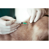 aplicação de vacina contra giárdia para cães Vila Real