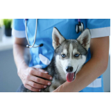 aplicação de vacina contra gripe para cães Jardim Amanda I