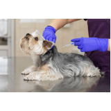 aplicação de vacina contra raiva em cachorro Chácaras Nova Boa Vista