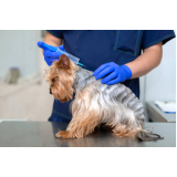 aplicação de vacina da gripe para animais Chácaras Panaio
