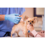 aplicação de vacina da raiva cachorro Chácara Recreio Alvorada