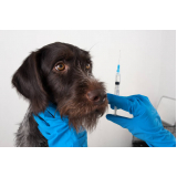 aplicação de vacina da raiva para cachorro Parque Residencial João Luiz