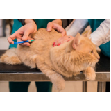 aplicação de vacina da raiva para gatos Jardim Novo Ângulo