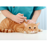 aplicação de vacina de gato Remanso
