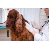 aplicação de vacina de raiva cachorro Jardim Rosolém