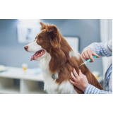 aplicação de vacina de raiva em cachorro Campineiro