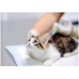 aplicação de vacina de raiva para gatos Parque Fazendinha