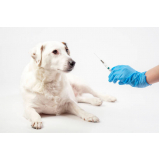 aplicação de vacina filhote cachorro Parque Santa Bárbara
