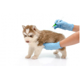 aplicação de vacina múltipla canina Villa Flora Hortolandia