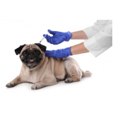 aplicação de vacina para filhotes de cachorro Parque Gabriel