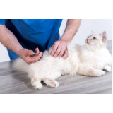 aplicação de vacina para gato Chácaras de Recreio