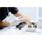 aplicação de vacina para gatos Condomínio Chácara Grota Azul