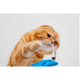 aplicação de vacina quíntupla felina Residencial Anauá