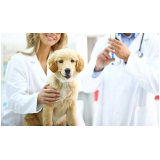 aplicação de vacina v10 para cães Lote Remanso Campineiro