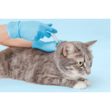 aplicação de vacina v4 para gatos Condomínio Chácara Grota Azul