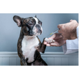 aplicação de vacinação para cachorros filhotes Jardim Residencial Firenze
