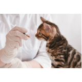 aplicação de vacinas para gatos filhotes Parque Villa Flores