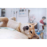castração cachorro clínica Residencial Anauá