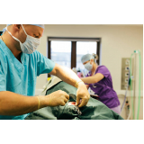 castração cirurgia Vila Padre Anchieta