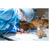 cirurgia de castração de cachorro Vila São Francisco