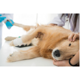 cirurgia de castração de cadelas Residencial Jardim do Jatobá