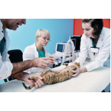 cirurgia de castração de gato Chácaras Nova Boa Vista