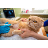 cirurgia de castração em gatos perto de mim Vila América