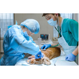 cirurgia em animais idosos marcar Paraíso Novo Ângulo