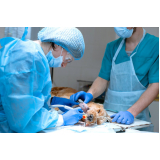 cirurgia em animais Chácaras de Recreio