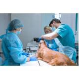cirurgia ortopédica veterinária Condomínio Chácara Grota Azul
