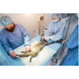 cirurgia para castrar cachorro marcar Chácara Recreio Alvorada