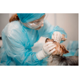 cirurgia para castrar cachorro Parque Orestes Ôngaro