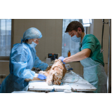cirurgia para gatos Campineiro
