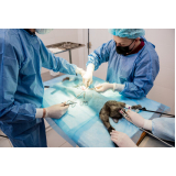 cirurgia reconstrutiva veterinária agendar Sítio Panorama