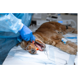 cirurgia ruptura ligamento cruzado cães marcar Residencial Jardim do Jatobá